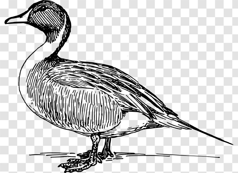 Duck Mallard Clip Art - Seabird Transparent PNG