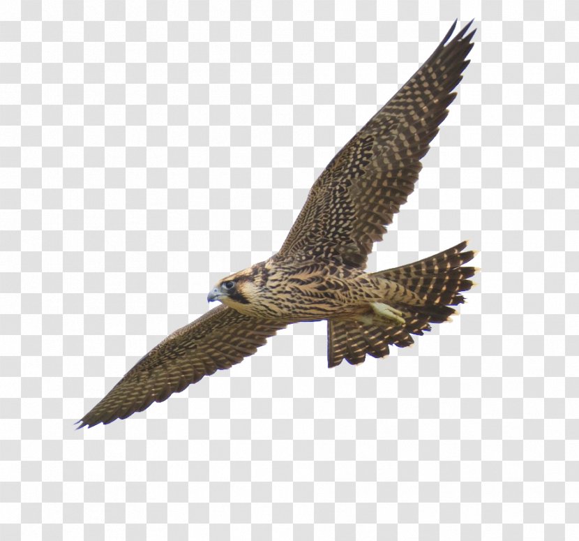 Peregrine Falcon - Eagle - Flying Mottled Transparent PNG