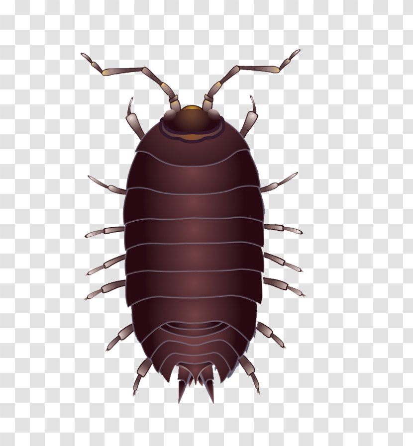 Beetle Mosquito - Earwig - Cockroach Transparent PNG