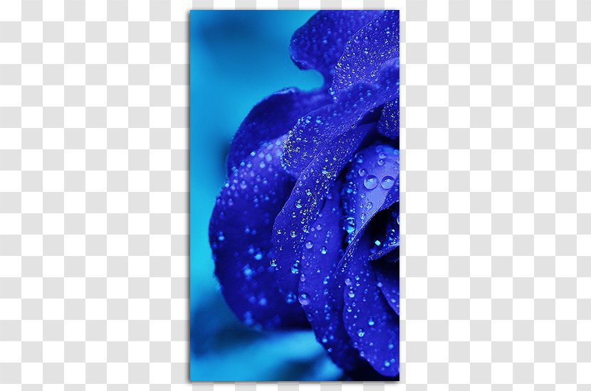 IPhone X Rose Desktop Wallpaper Flower High-definition Television - Cobalt Blue - Mobile Phone Screensavers Transparent PNG