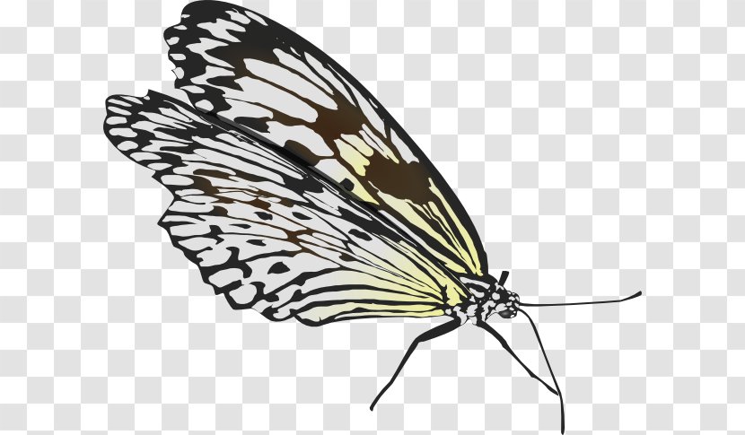 Butterfly Insect Wing - Moths And Butterflies Transparent PNG