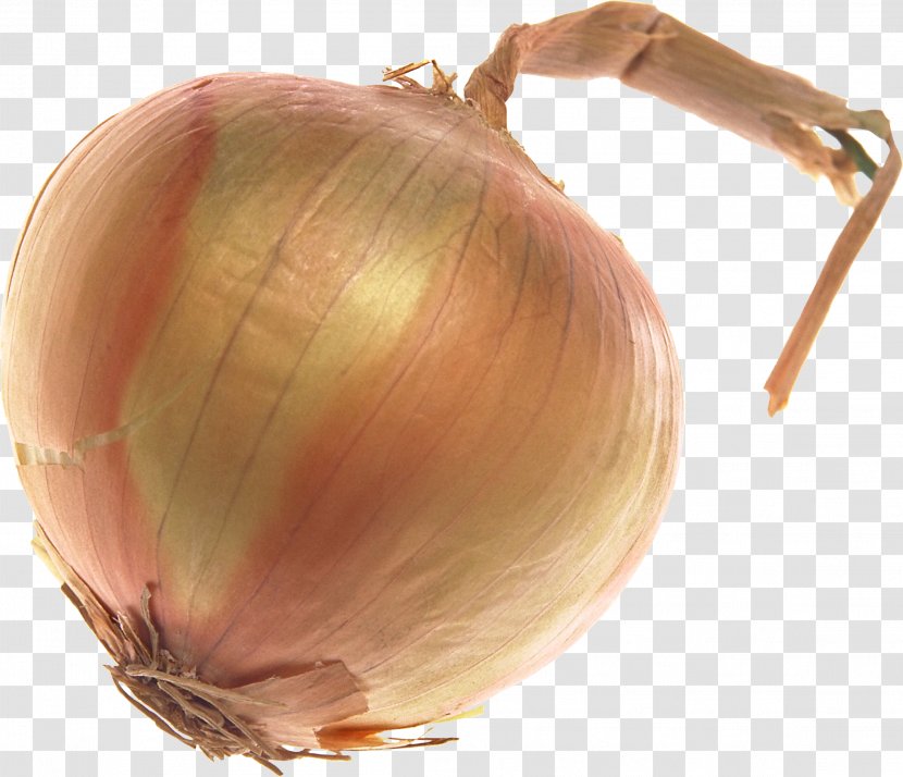 Yellow Onion Shallot - Produce - Image Transparent PNG