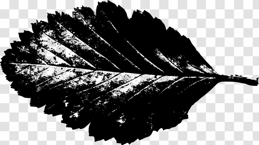 Leaf Clip Art - Monochrome Transparent PNG