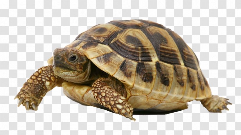 Turtle Shell Reptile Russian Tortoise Pet - Chelydridae Transparent PNG