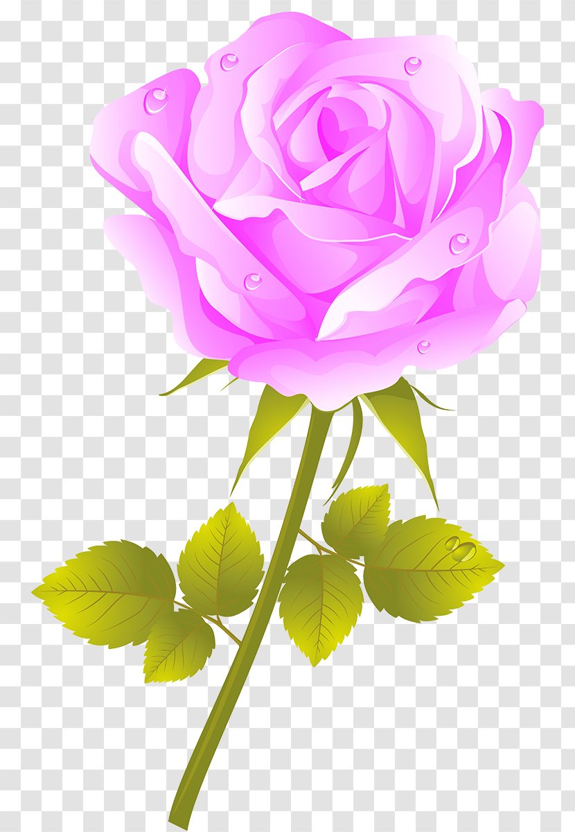 Garden Roses Cabbage Rose Flower - Flowering Plant Transparent PNG