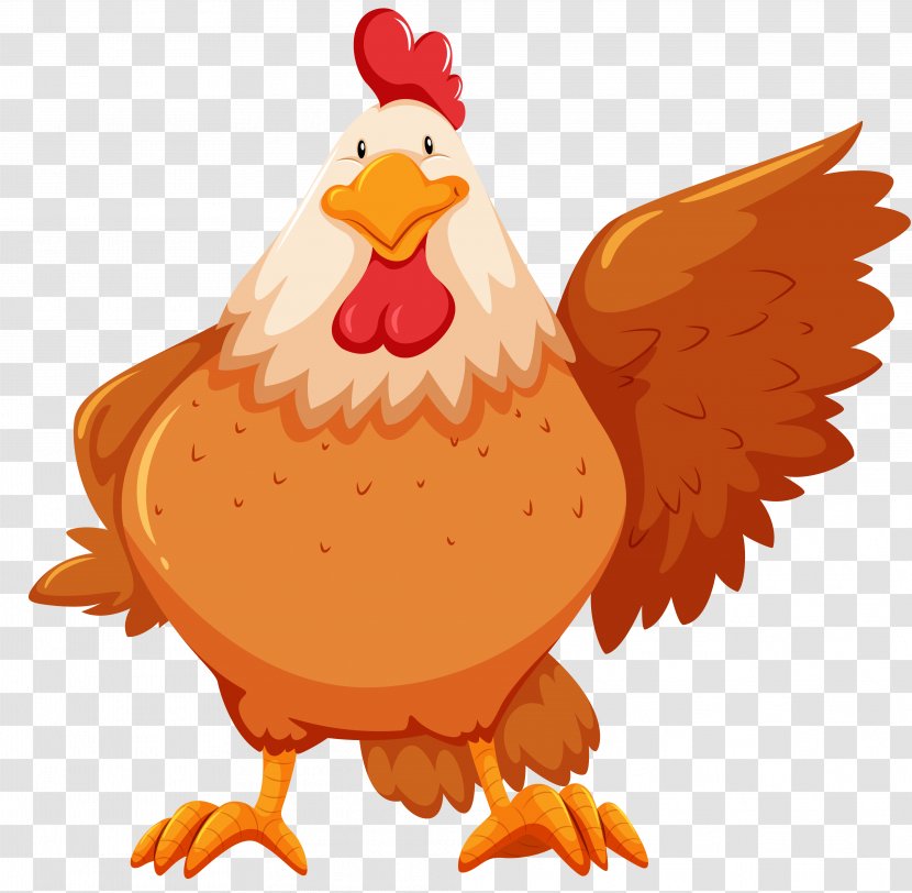 Chicken Flashcard Stock Photography - Bird Transparent PNG