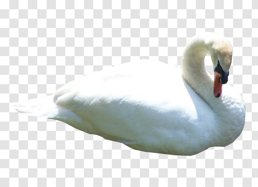 Swan Clip Art - Waterfowl Transparent PNG