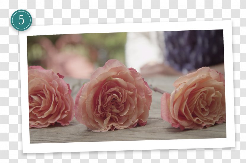 Garden Roses Flower Preservation Cut Flowers Floral Design - Pink - Dry Transparent PNG
