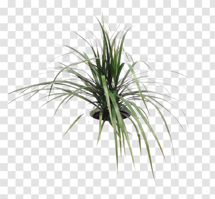 Sweet Grass Plant Stem Tree Grasses - Evergreen Transparent PNG