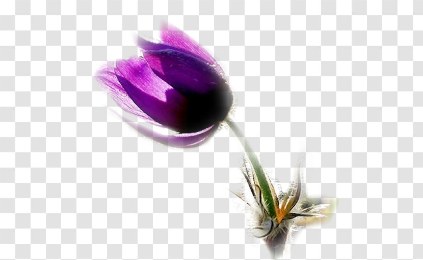 Proverb Animaatio Easter Flower Quotation Transparent PNG