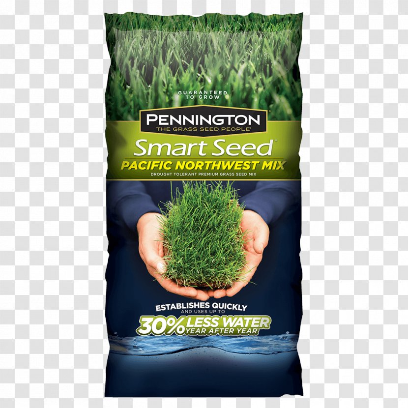 Lawn Seed Kentucky Bluegrass Scutch Grass Lolium Perenne - Pacific Northwest Transparent PNG
