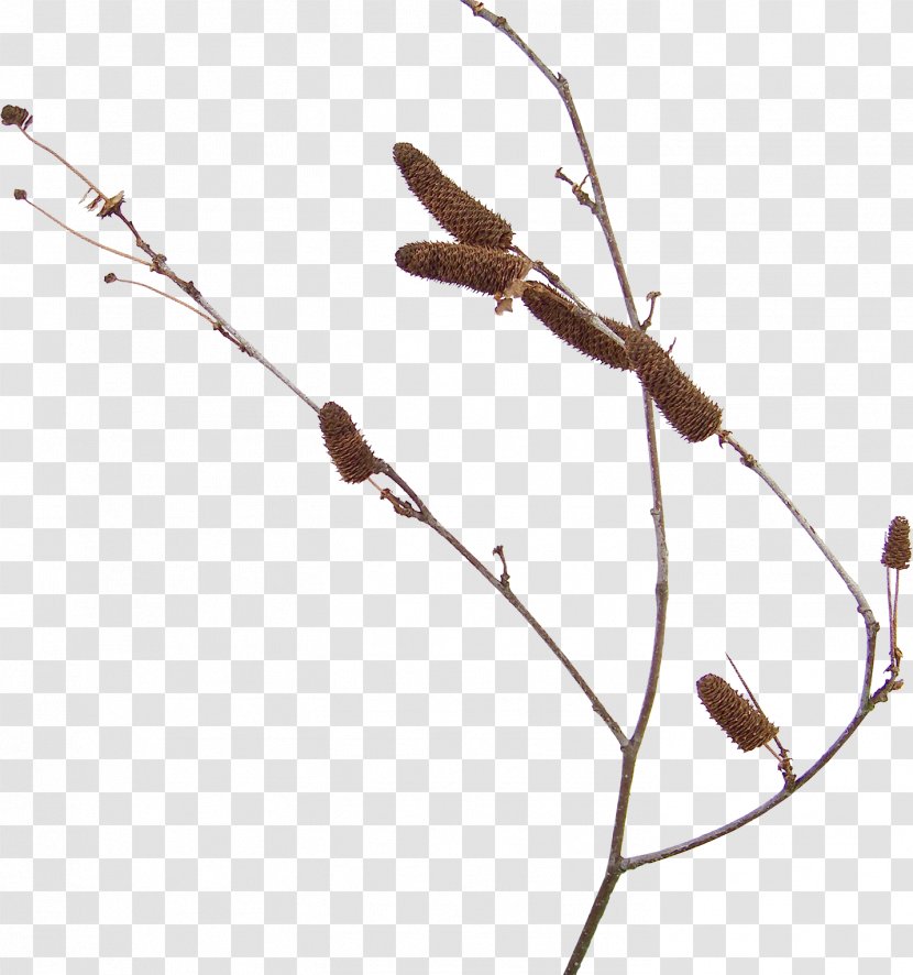 Twig Wood Plant Stem Leaf /m/083vt - Branch Transparent PNG