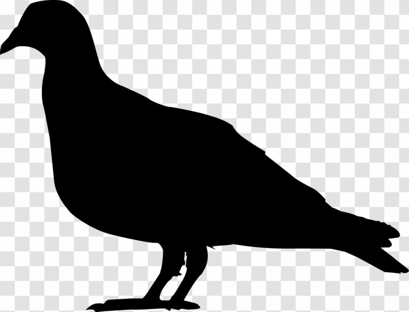 Domestic Pigeon Columbidae Squab Clip Art - Fowl - Silhouette Transparent PNG