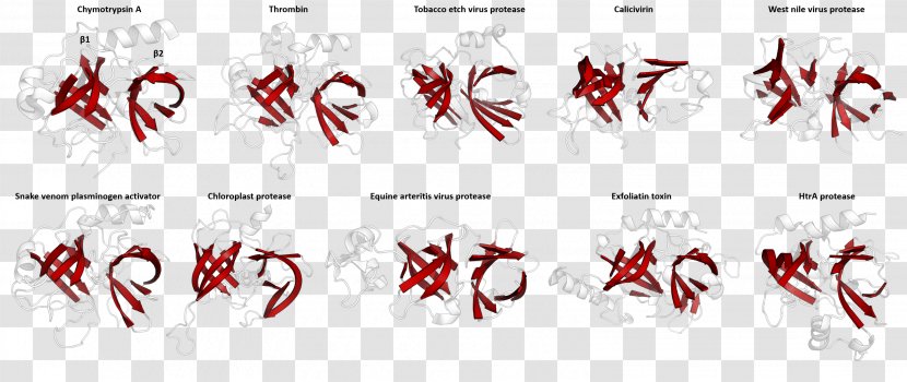 PA Clan Divergent Evolution Serine Protease Beta Barrel - Frame - Cartoon Transparent PNG