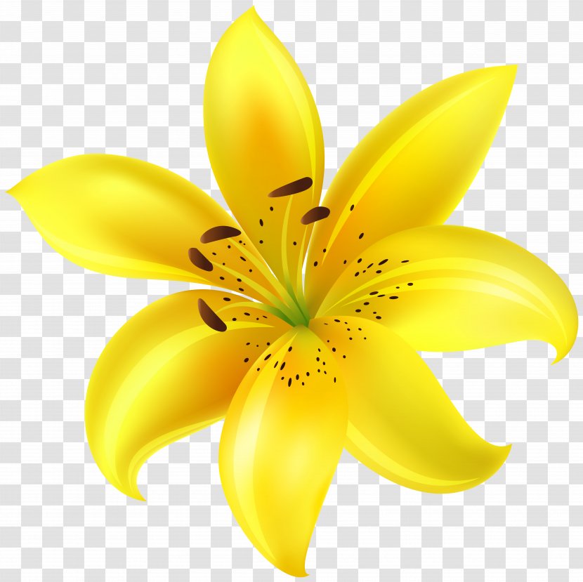 Yellow Petal Cut Flowers - Flower Clip Art Image Transparent PNG