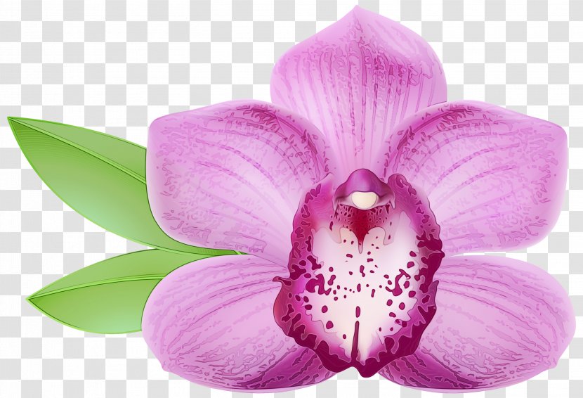 Flowering Plant Petal Flower Pink Purple - Moth Orchid Magenta Transparent PNG