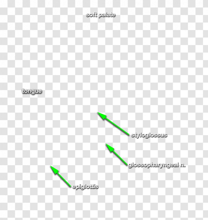 Palatoglossus Muscle Styloglossus Tongue Head And Neck Anatomy - Human - Step Label Transparent PNG
