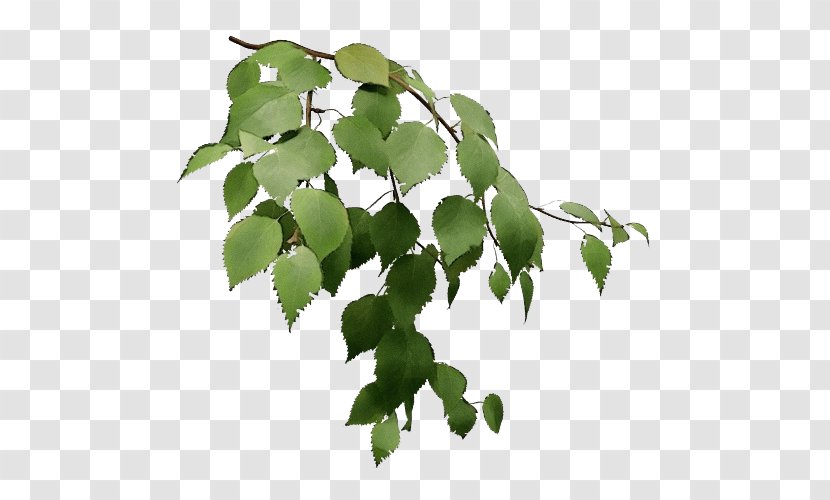 Family Tree Background - Food - Ivy Canoe Birch Transparent PNG