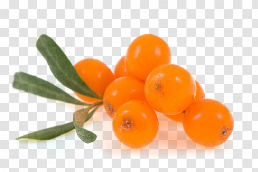 Seaberry Sea Buckthorn Oil Fruit Transparent PNG