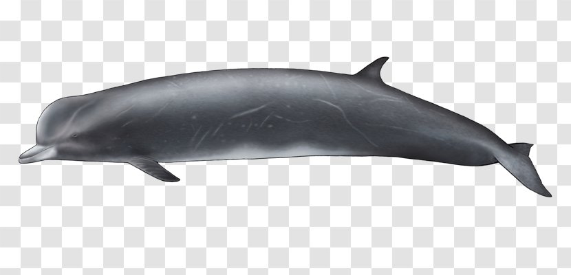 Common Bottlenose Dolphin Tucuxi Short-beaked Rough-toothed Wholphin - Porpoise - Whitebeaked Transparent PNG