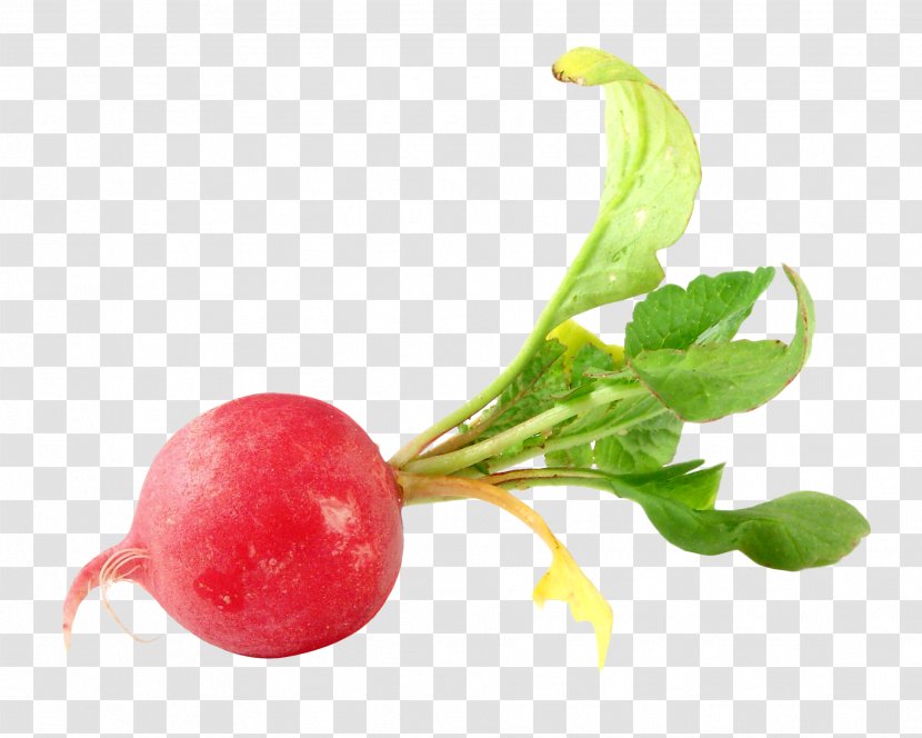 Daikon Vegetable Food Beetroot - Radish Transparent PNG
