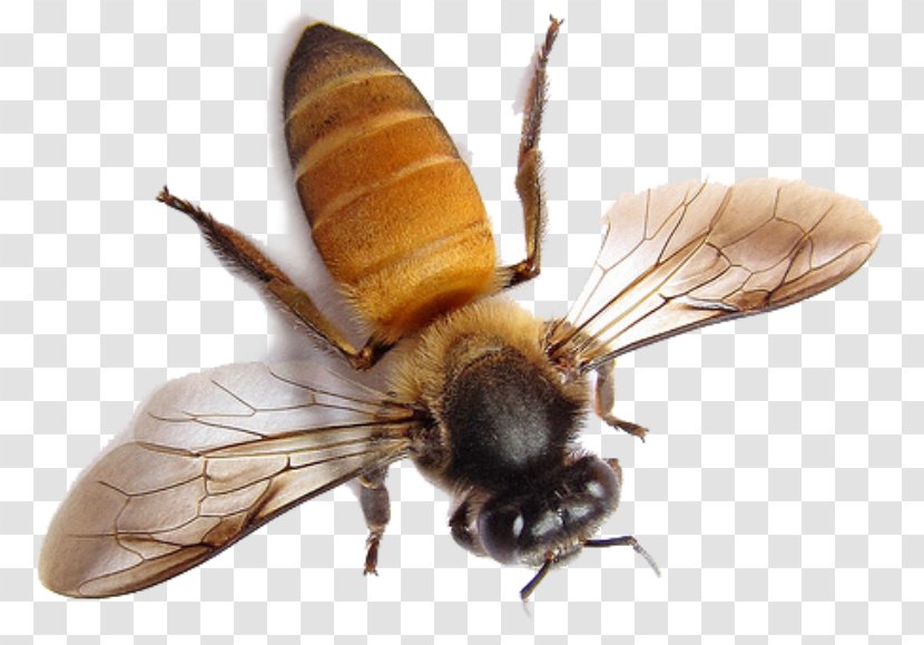 Honey Bee Oil Guerlain Abeille Royale Day Cream - Pest Transparent PNG