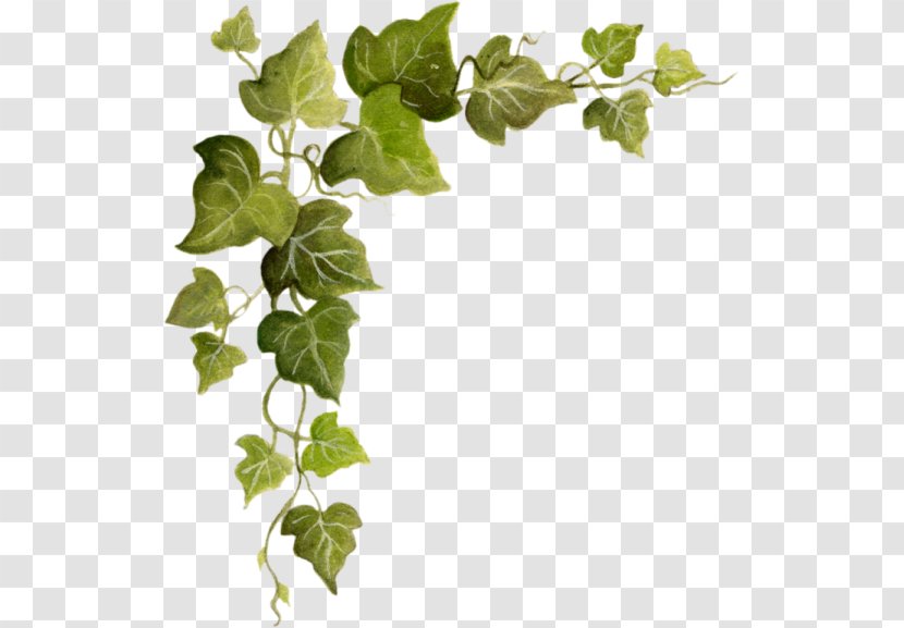 Ivy Vine Clip Art - Plant Transparent PNG