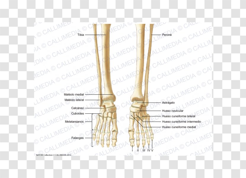 Finger Human Skeleton Bone Foot Anatomy - Flower Transparent PNG