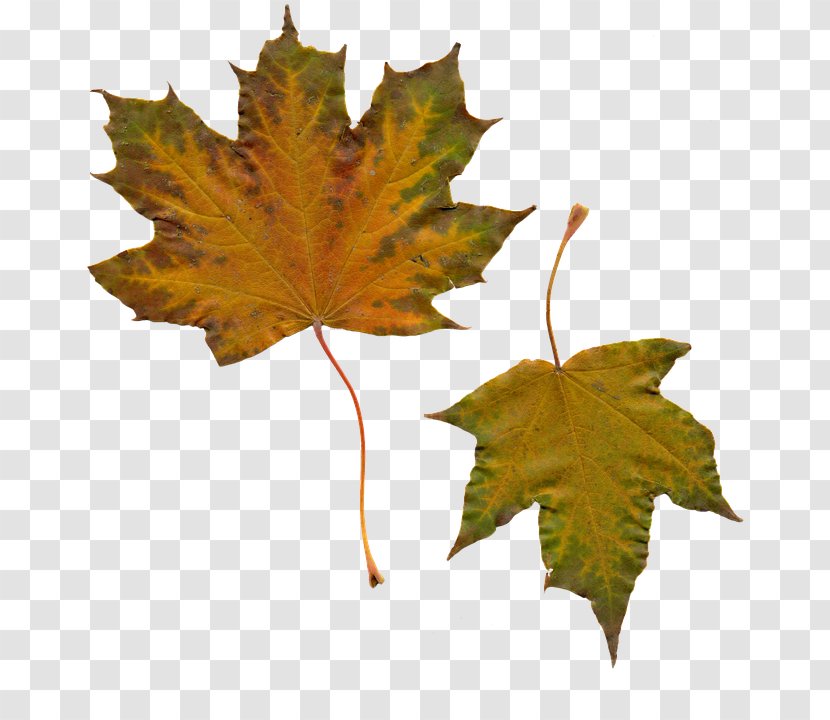 Maple Leaf Clip Art Transparent PNG