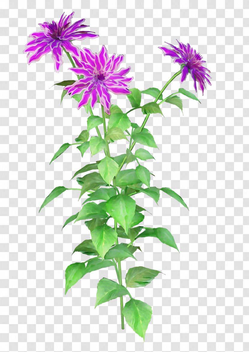 Flower Flowering Plant Bee Balm Lemon Beebalm - Perennial Herbaceous Transparent PNG