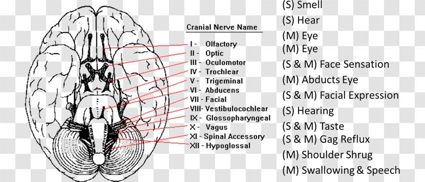 Cranial Nerves Nervous System Facial Nerve Examination - Tree Transparent PNG
