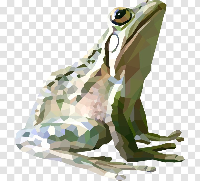 Toad True Frog Graphics Graphic Design - Amphibian Transparent PNG