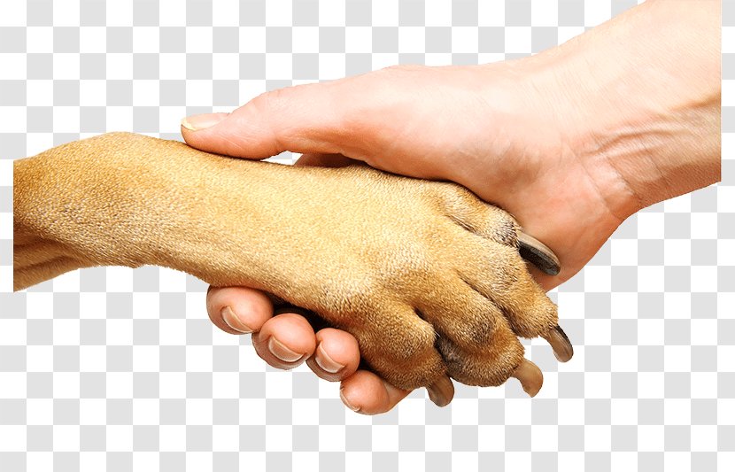 Dog Cat Paw Stock Photography Hand - Dogcat Relationship Transparent PNG