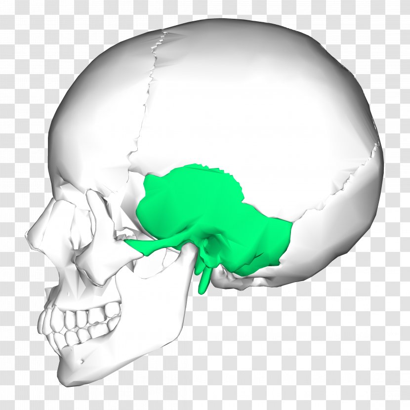 Temporal Bone Occipital Skull Zygomatic - Bones Transparent PNG