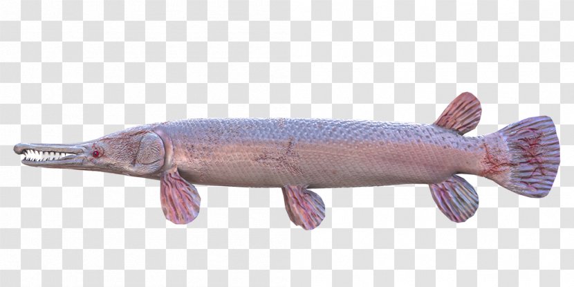 Northern Pike Alligator Gar Fishing Planet - Fish Transparent PNG