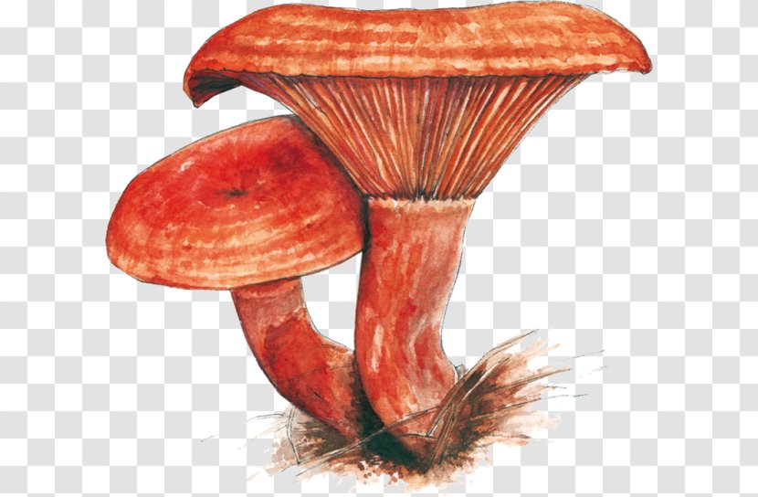 Edible Mushroom Medicinal Fungi Medicine - Table Transparent PNG