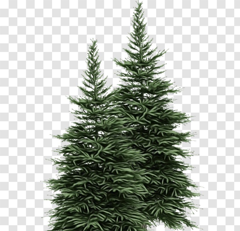 Christmas Tree - Wet Ink - Silvertip Fir Oregon Pine Transparent PNG