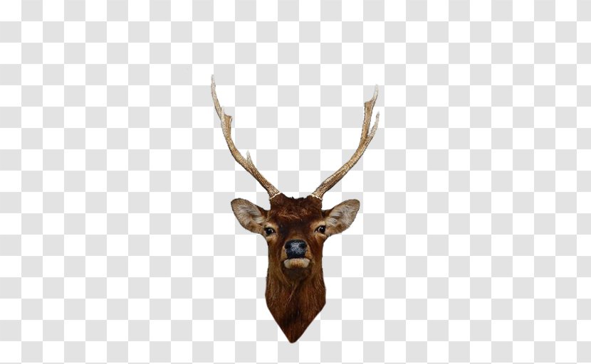 Elk Red Deer Reindeer Antler - Sika Transparent PNG
