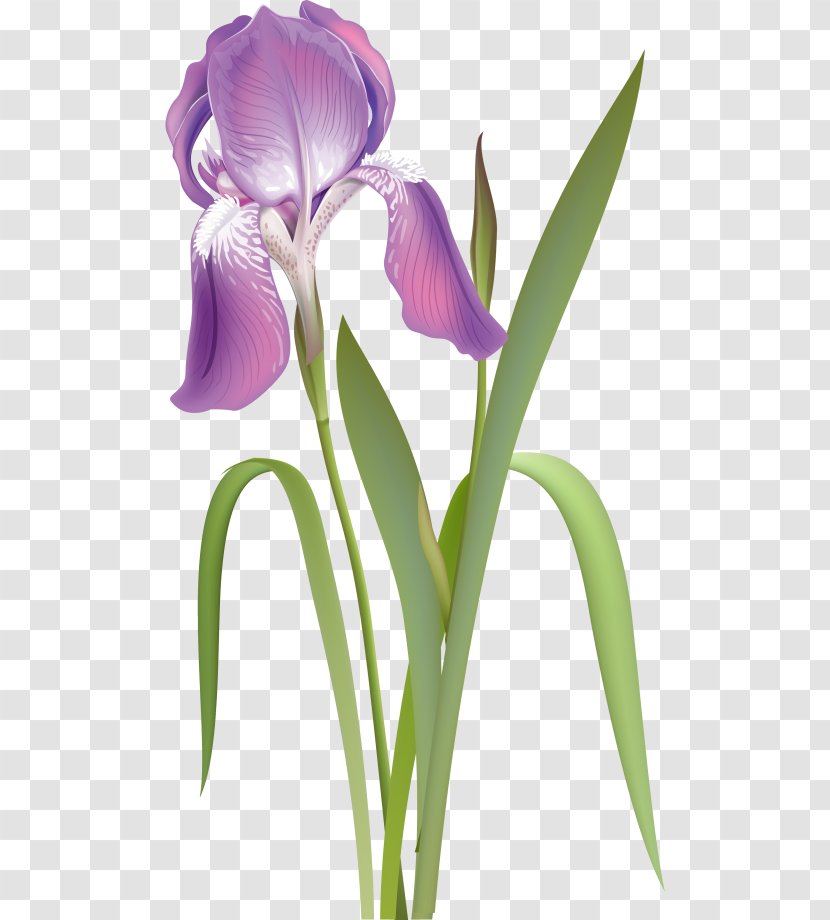 Orris Root Irises Cut Flowers Purple White - Yellow - Plant Transparent PNG
