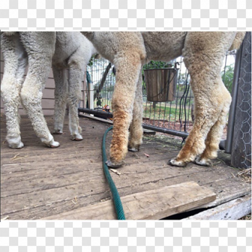Camel Snout Livestock Mammal Transparent PNG