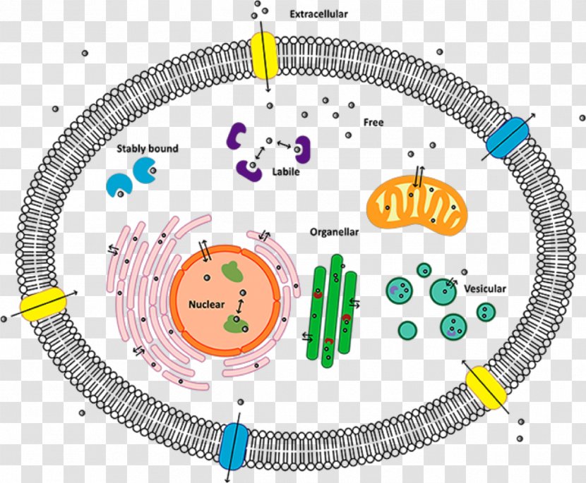 Cell Membrane Biological - Thinglink Transparent PNG