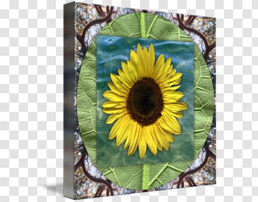 Sunflower Seed M Sunflowers - 3D Transparent PNG