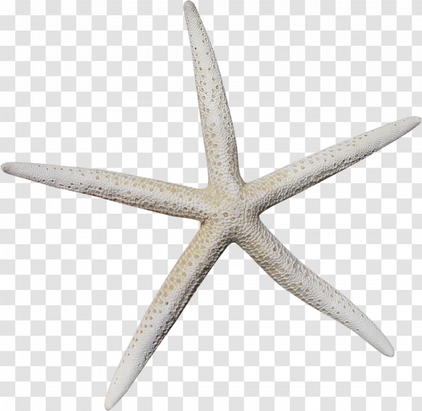 Starfish Icon - Pattern Material Transparent PNG
