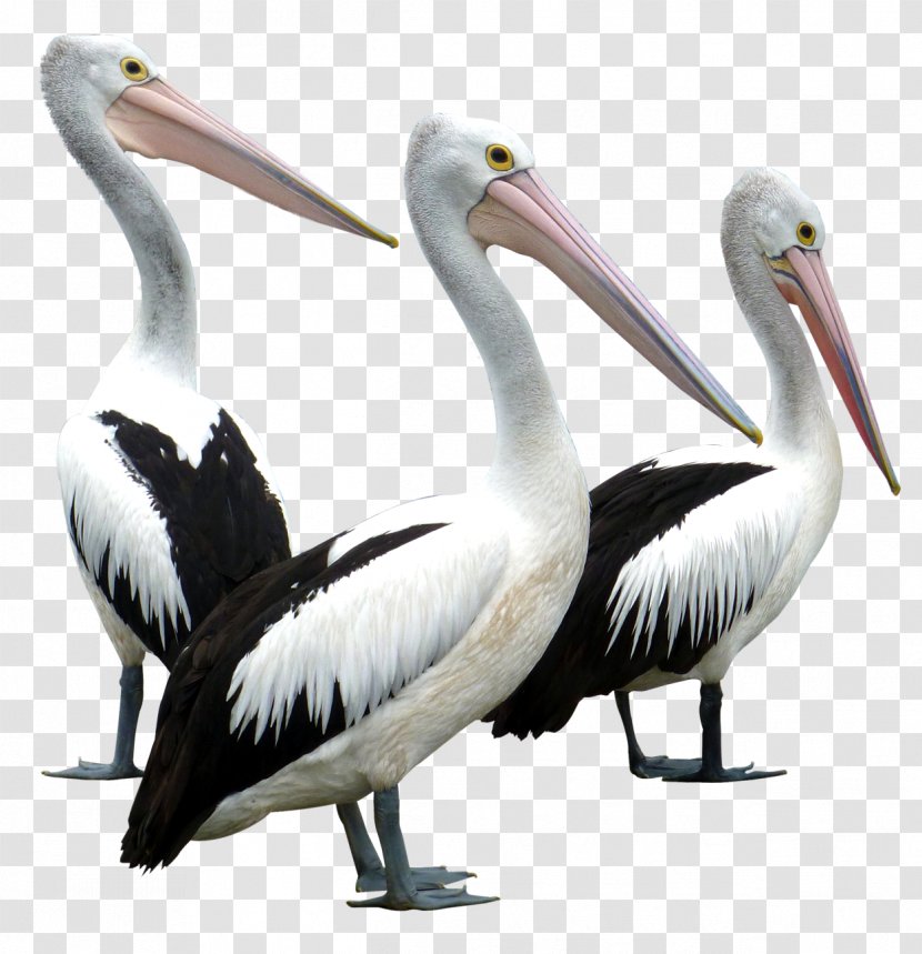 Pelican Bird - Ciconiiformes - Pelicans Transparent PNG