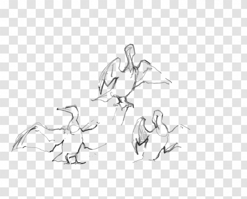 Beak Drawing Water Bird Anatidae Sketch - Goose - Phalacrocorax Transparent PNG