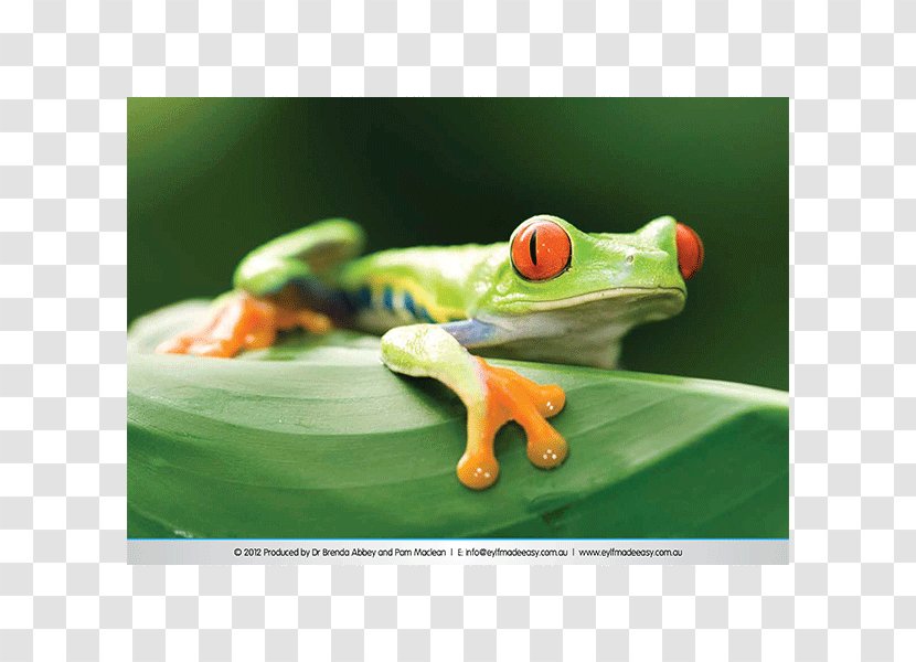 Red-eyed Tree Frog Costa Rica Australian Green - Poison Dart Transparent PNG