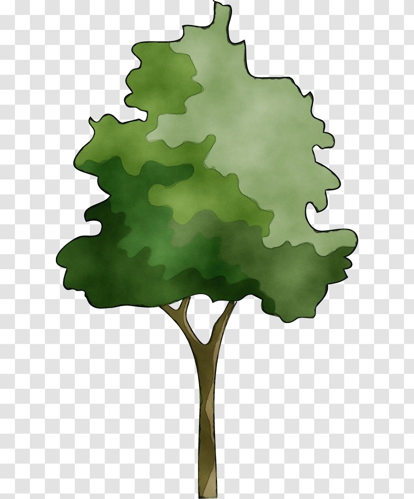 Oak Tree Leaf - Plant - Vitis Transparent PNG