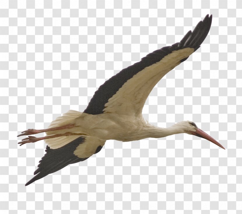 Bird Stork Clip Art - Wing Transparent PNG