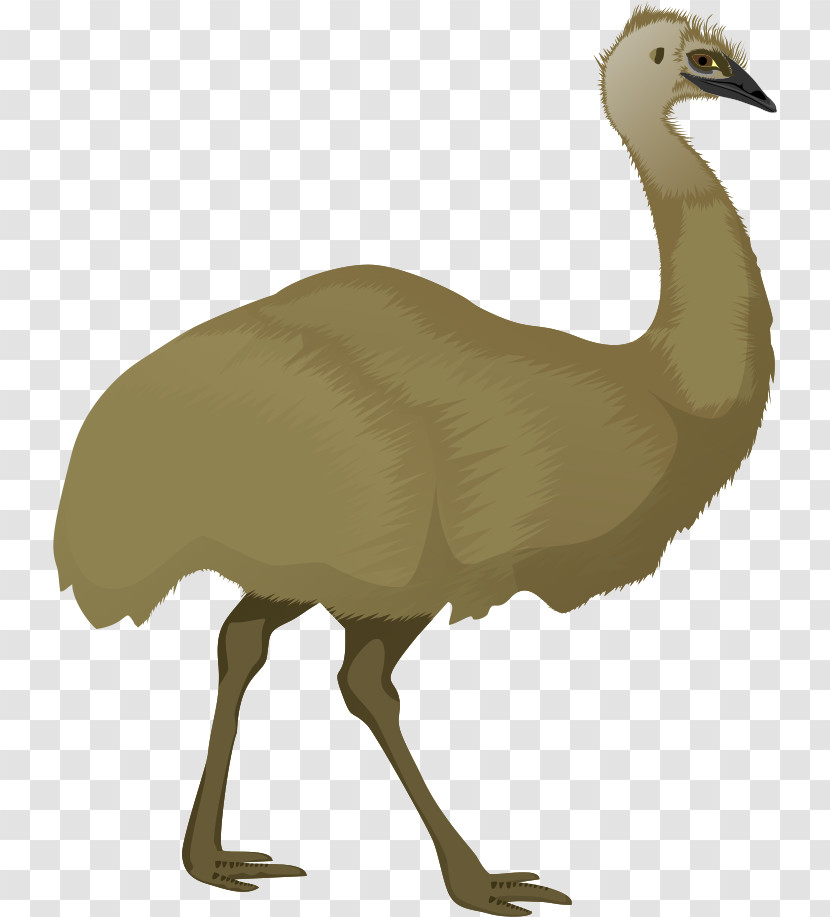 Bird Flightless Bird Ratite Greater Rhea Ostrich Transparent PNG
