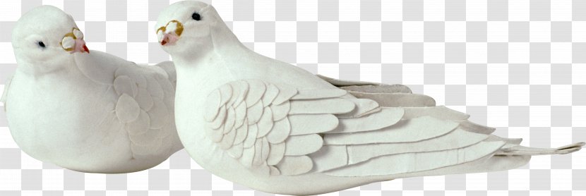 Columbidae Rock Dove Bird - Pigeon Transparent PNG